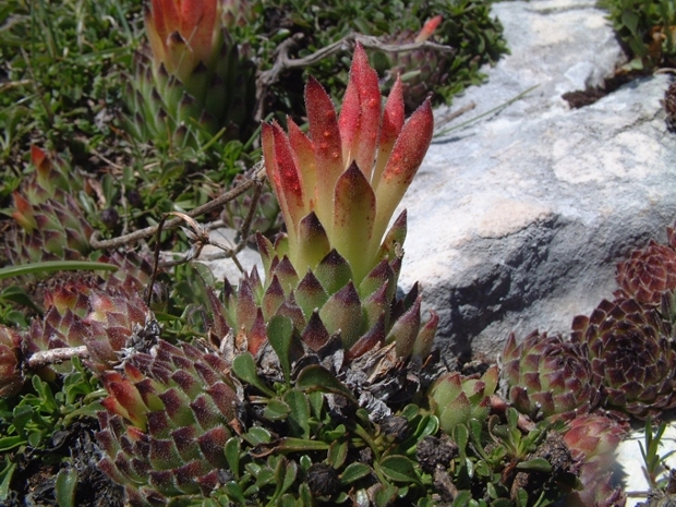 Sempervivum riccii (=Sempervivum italicum) / Semprevivo italico